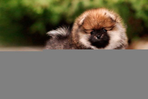 Разходи и грижи за pomeranian spitz